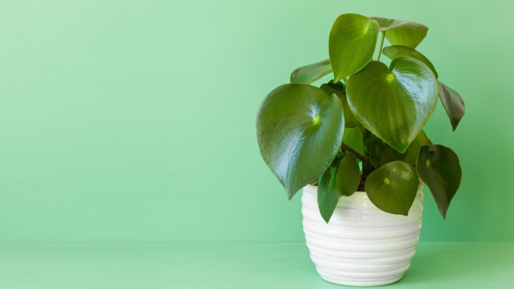 A planta de sombra que está conquistando as varandas e salas