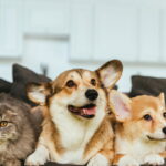 O que significa quando uma pessoa tem mais de dois pets em casa segundo a psicologia