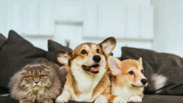 O que significa quando uma pessoa tem mais de dois pets em casa segundo a psicologia