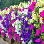 Essa flor colorida está dominando os canteiros das grandes cidades