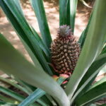 Guia completo para plantar abacaxi com a coroa ou mudas-filhas no quintal ou vaso