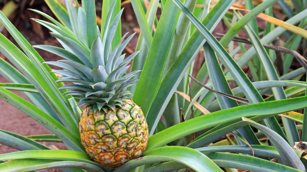 Guia completo para plantar abacaxi com a coroa ou mudas-filhas no quintal ou vaso