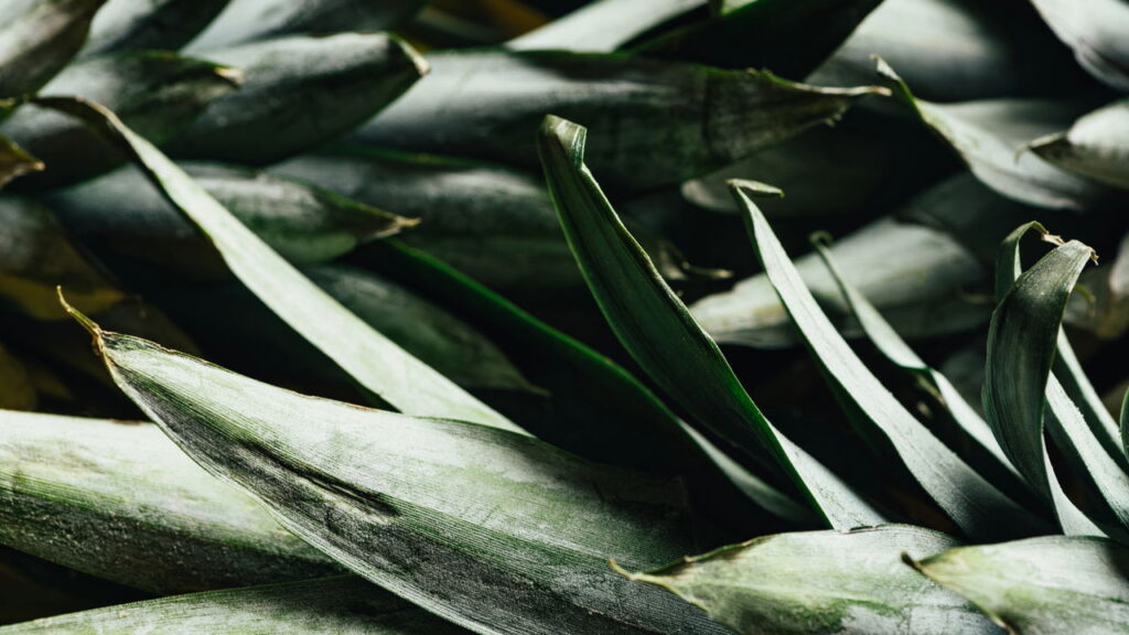 Guia completo para plantar abacaxi com a coroa ou mudas-filhas no quintal ou vaso