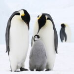 O segredo para esse pinguim em crochê perfeito pode estar nas suas mãos