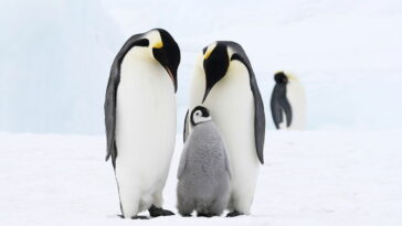 O segredo para esse pinguim em crochê perfeito pode estar nas suas mãos