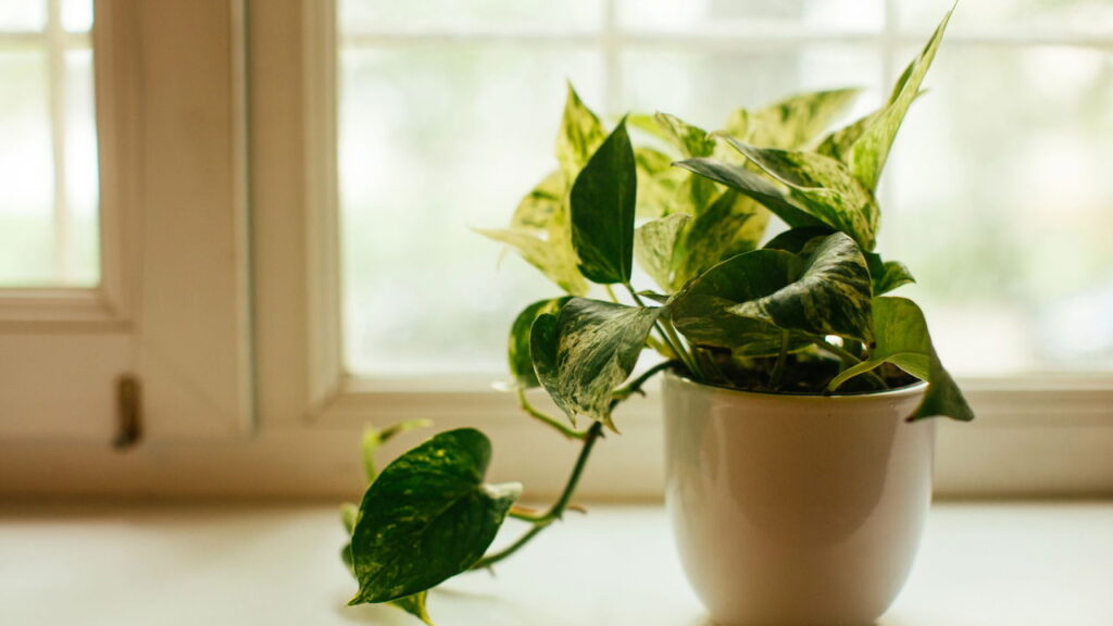 O segredo para acabar com as manchinhas das plantas em casa