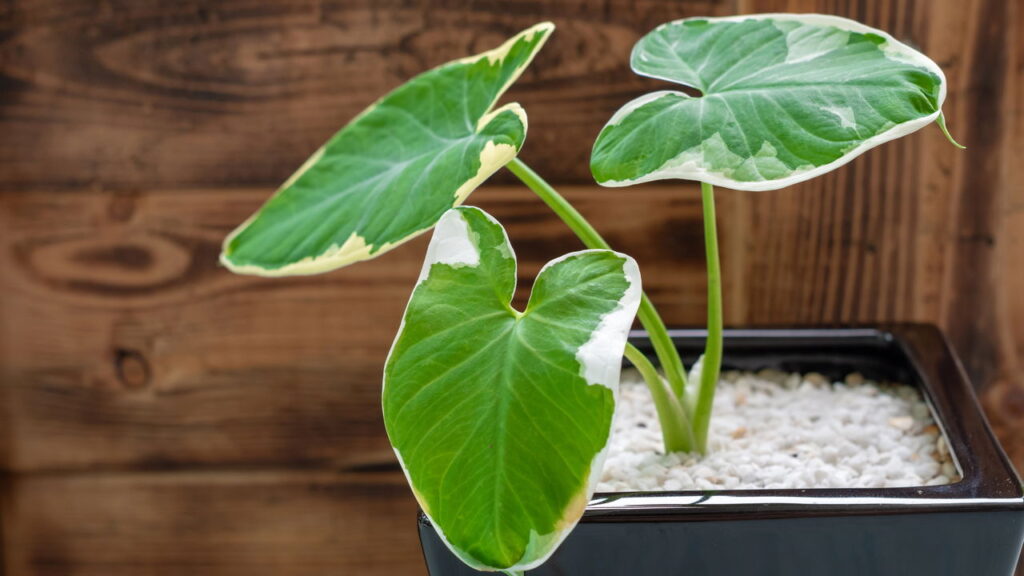 O segredo para acabar com as manchinhas das plantas em casa