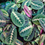 Essa planta mexe as folhas sozinha e conquistou a casa das brasileiras