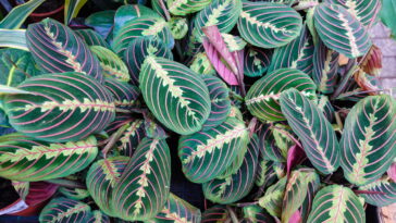 Essa planta mexe as folhas sozinha e conquistou a casa das brasileiras