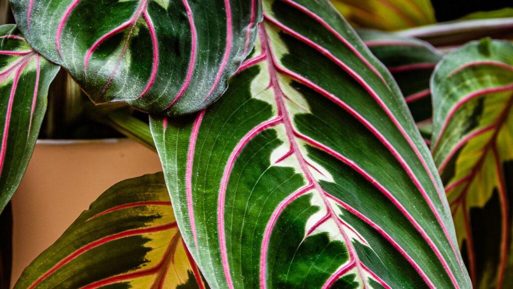 Essa planta mexe as folhas sozinha e conquistou a casa das brasileiras