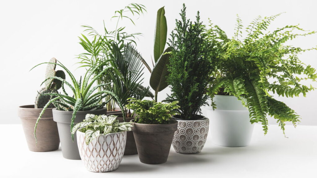 Plantas fáceis de cuidar são a solução perfeita para quem quer o verde da natureza sem complicações
