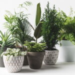 Quais plantas não recomenda-se o plantio em casa em casa segundo o Feng Shui?