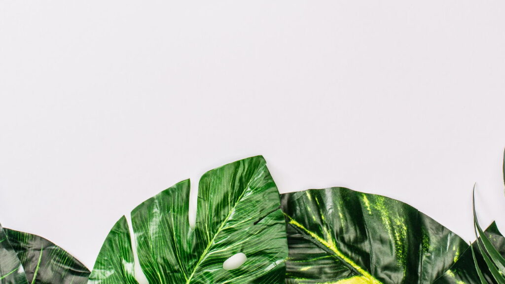 Plantas fáceis de cuidar são a solução perfeita para quem quer o verde da natureza sem complicações