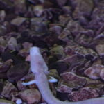 Essa criatura das cavernas sobrevive por décadas sem comida ou luz, conheça o anfíbio ancião