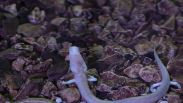 Essa criatura das cavernas sobrevive por décadas sem comida ou luz, conheça o anfíbio ancião