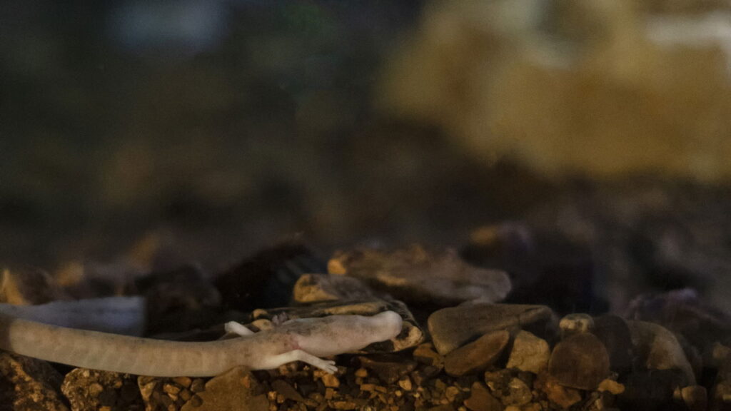 Essa criatura das cavernas sobrevive por décadas sem comida ou luz, conheça o anfíbio ancião