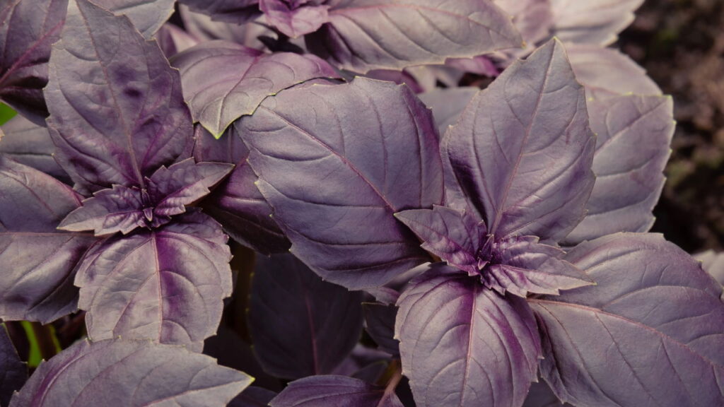 Conheça o manjericão roxo, saiba como cultivar e utilizar na culinária e saúde