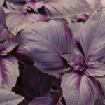 Conheça o manjericão roxo, saiba como cultivar e utilizar na culinária e saúde