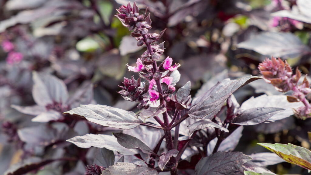 Conhece o manjericão roxo? Plante em casa e descubra seus usos na cozinha e decoração