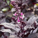 Conheça o manjericão roxo, saiba como cultivar e utilizar na culinária e saúde