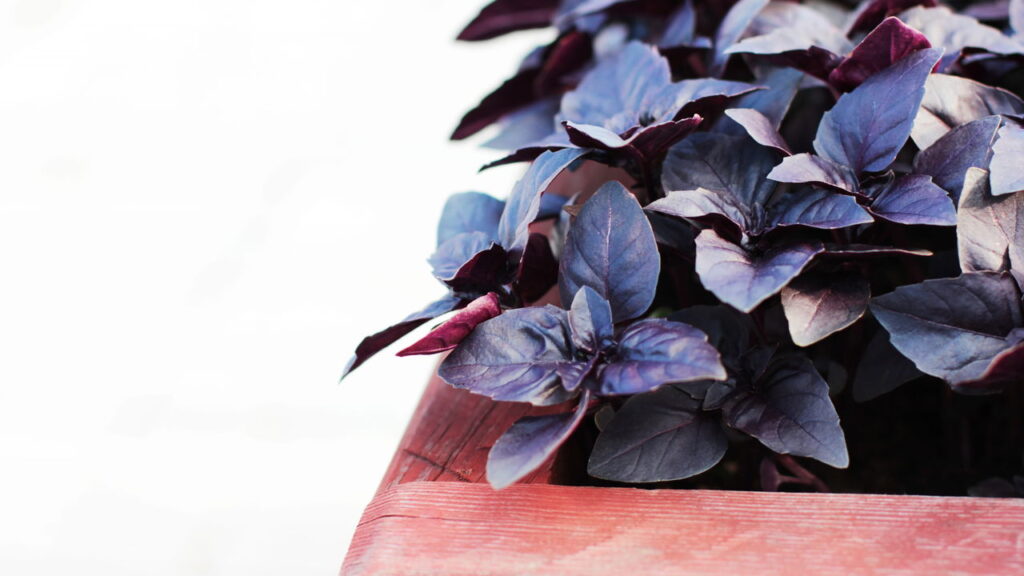Conhece o manjericão roxo? Plante em casa e descubra seus usos na cozinha e decoração