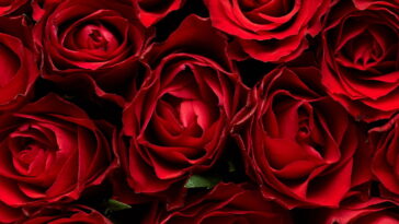 Como fazer mudas de roseira? Veja as técnicas e cuidados essenciais para o cultivo perfeito