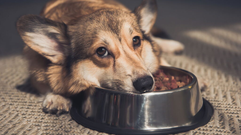 5 sinais de que seu cachorro não está lidando bem com a solidão