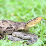 Saiba como identificar se tem serpentes no seu jardim