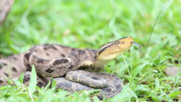 Saiba como identificar se tem serpentes no seu jardim