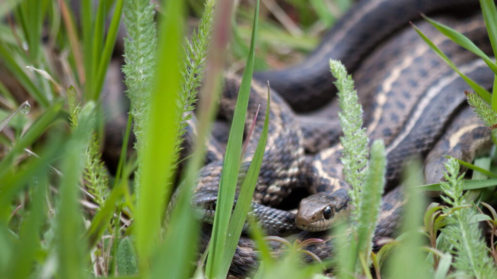 Saiba como identificar se tem serpentes no seu jardim