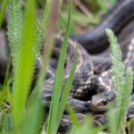 Saiba como identificar se tem serpentes no seu jardim
