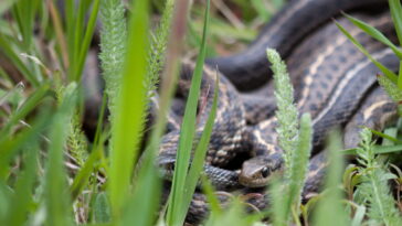 Saiba como identificar se tem serpentes no seu jardim