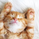 Gatos e água têm uma relação mais complexa do que parece segundo especialistas