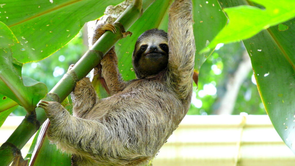 O porta plantas de bicho-preguiça em crochê o mais fofo da decoração