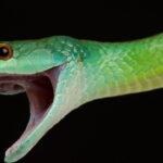 O comportamento misterioso das serpentes que intriga cientistas até hoje