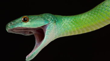 O comportamento misterioso das serpentes que intriga cientistas até hoje