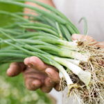 Esse truque para cultivar cebolinha em casa vai surpreender