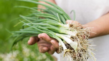 Esse truque para cultivar cebolinha em casa vai surpreender