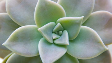 Aprenda a fazer a peça artesanal que está conquistando lares no Brasil