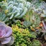 Substrato ideal para suculentas aprenda a preparar o solo perfeito para suas plantas