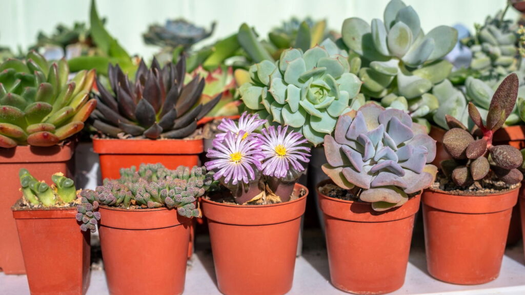 Substrato ideal para suculentas aprenda a preparar o solo perfeito para suas plantas