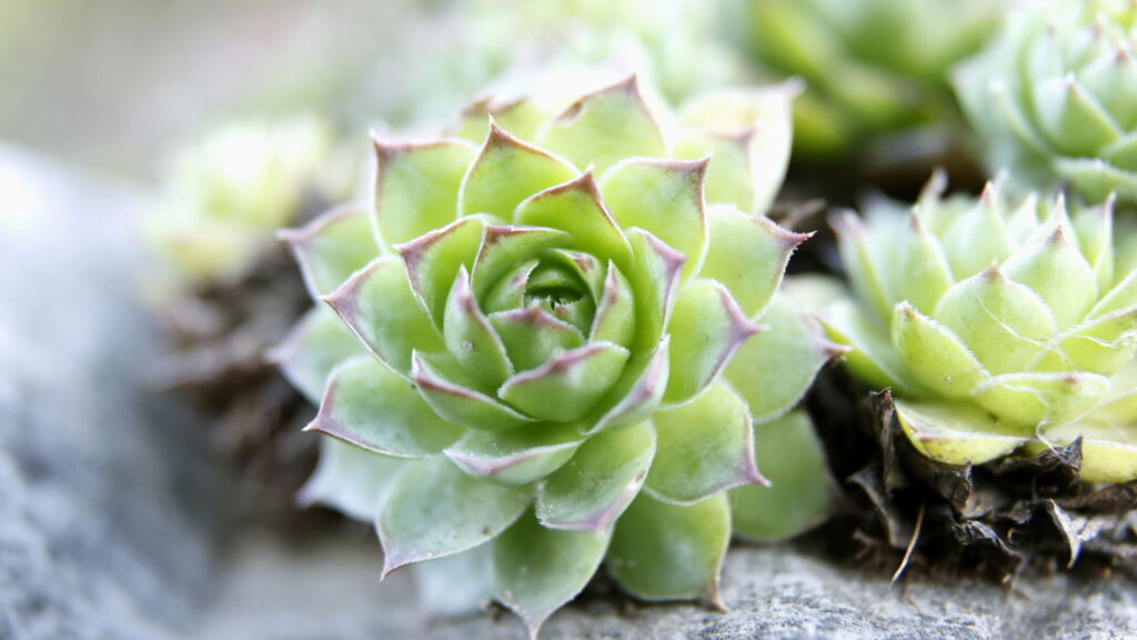 Substrato ideal para suculentas aprenda a preparar o solo perfeito para suas plantas
