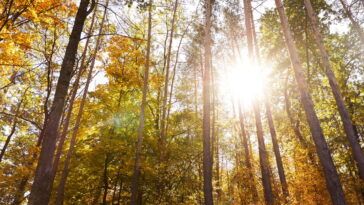 O novo Sol digital que pode mudar o futuro da humanidade