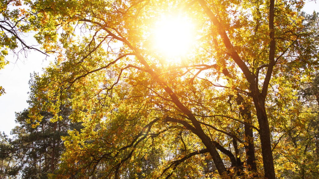 O novo Sol digital que pode mudar o futuro da humanidade