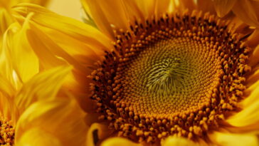 Como plantar girassol e ter flores lindas e saudáveis em casa