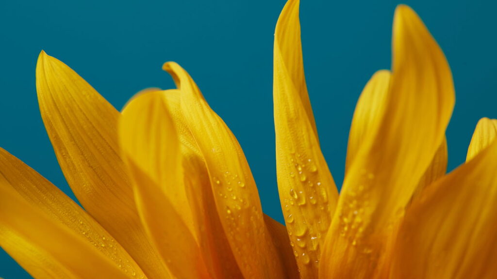 Como plantar girassol e ter flores lindas e saudáveis em casa