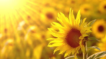 Como cultivar girassóis no Brasil? Tudo que você precisa saber