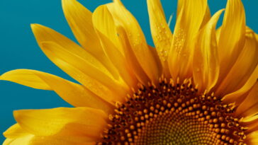 Transforme sua decoração com descanso de copos de girassol em crochê