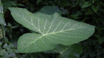 As plantas esquecidas que voltaram a ser tesouro da jardinagem