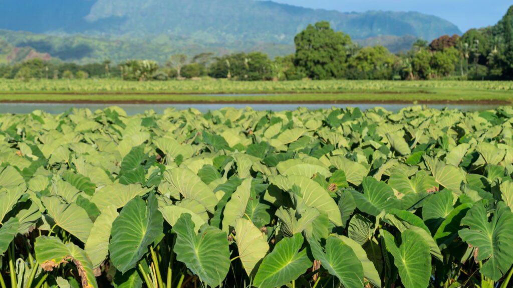 As plantas esquecidas que voltaram a ser tesouro da jardinagem